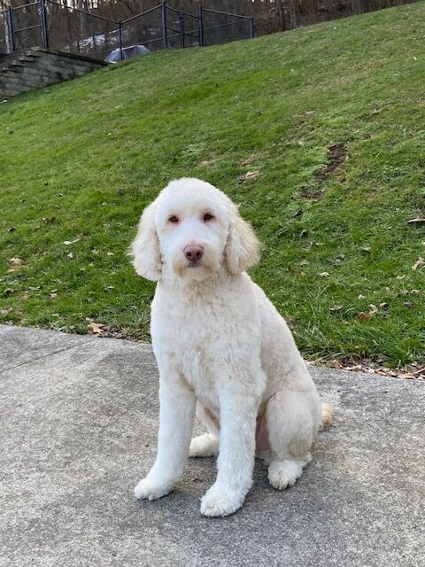 Hearts of Gold Service Dogs: Lucas